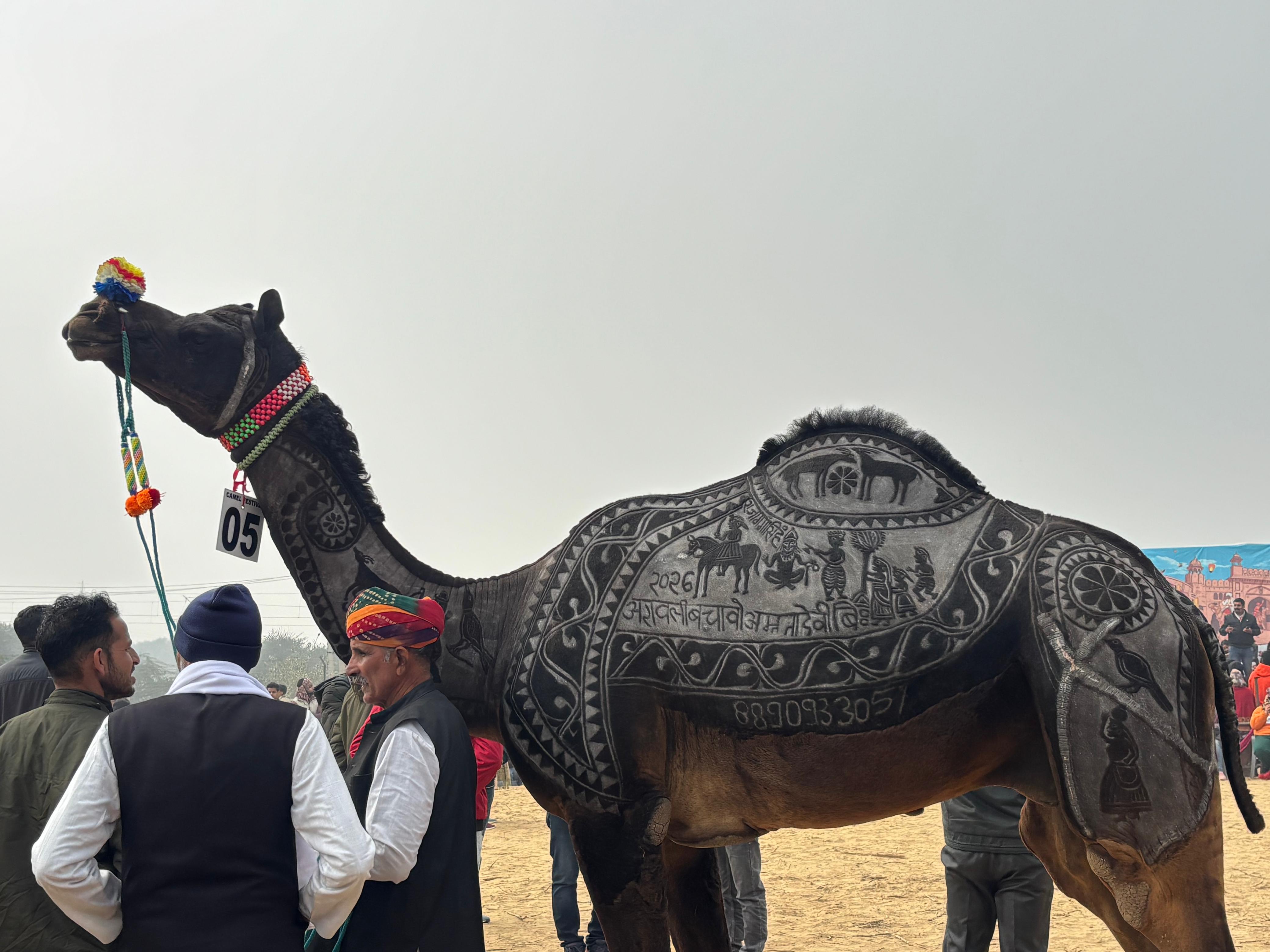 ऊंटों के शरीर पर की गई फर कटिंग