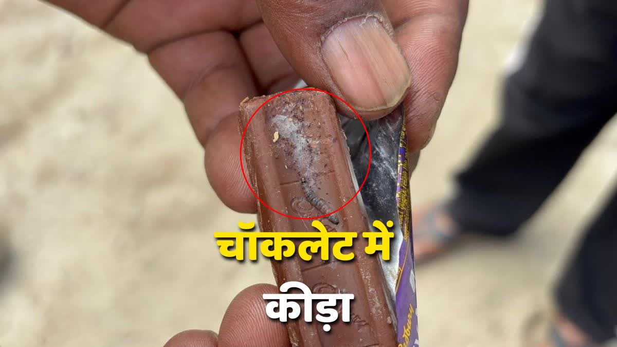 INSECT IN CHOCOLATE BILASPUR  HIMACHAL PRADESH