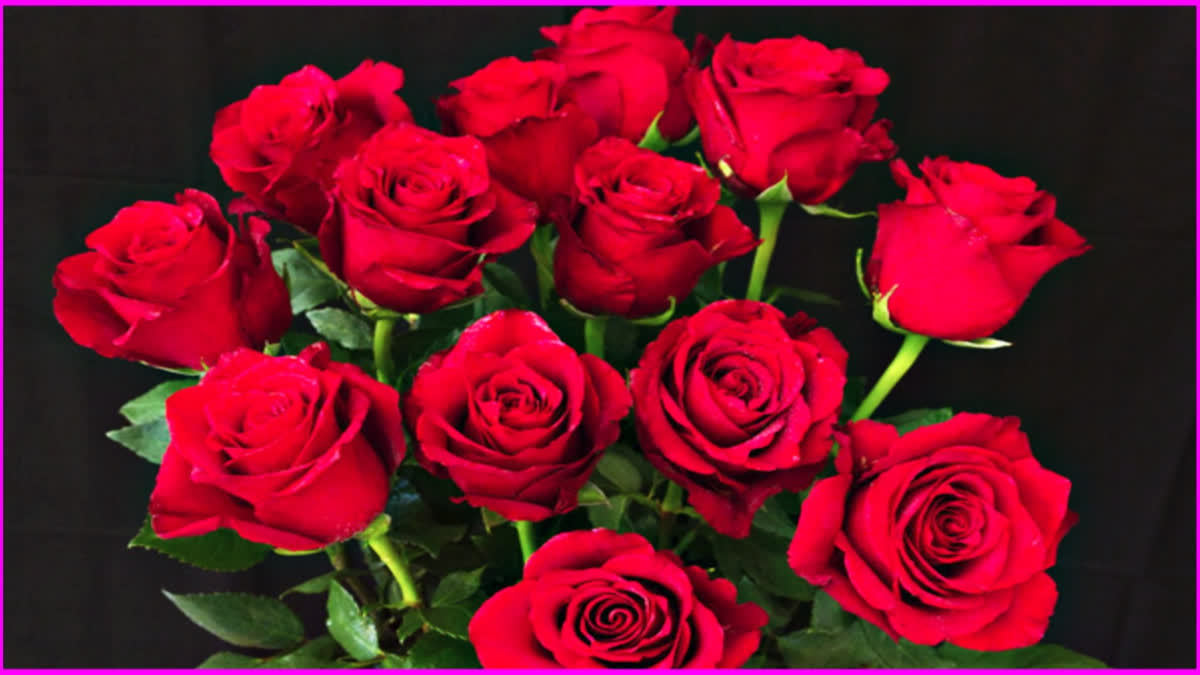 एक फूल प्यार के नाम... फूल-गिफ्ट्स की कीमत नहीं, भावनाओं का एहसास जरूरी, महंगाई के बावजूद धड़ाधड़ हो रही फ्लावर्स सेल valentine day special in Chandigarh