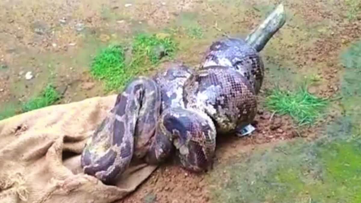Python causes panic