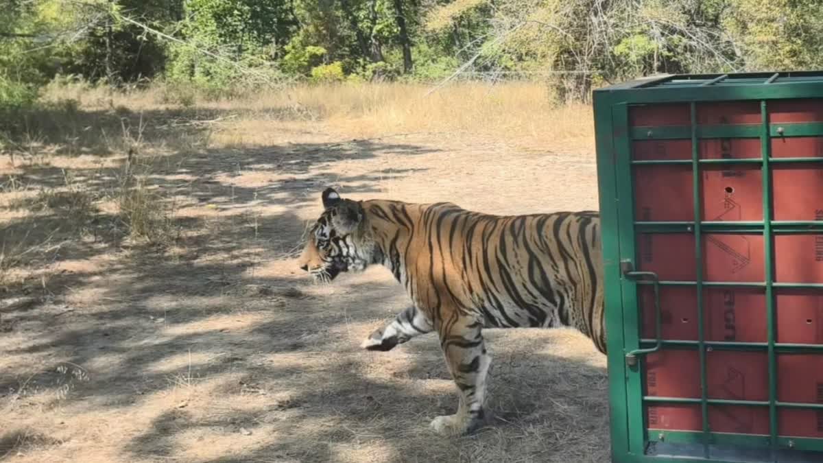 Bandhavgarh tigress release back