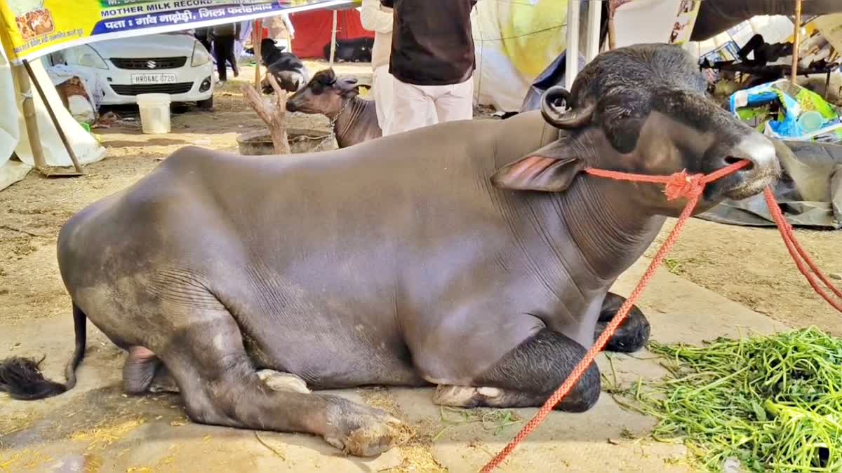 ఈ ఒక్క దున్నపోతు చాలు 