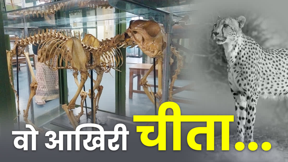 75 YR OLD CHEETAH SKELETON JABALPUR