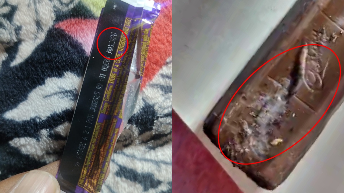 INSECT IN CHOCOLATE BILASPUR HIMACHAL PRADESH