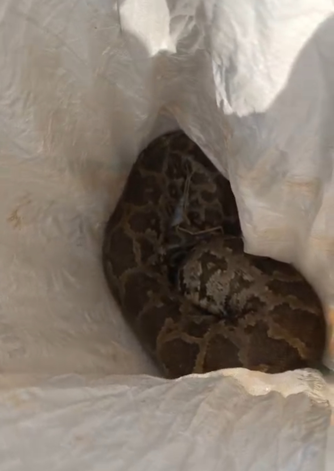 Python causes panic