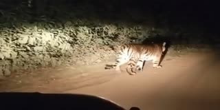 உதகையில் கிராமத்திற்குள் உலா வந்த புலி