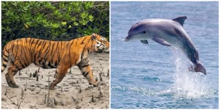SUNDARBAN ROYAL BENGAL TIGER