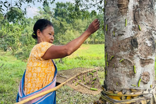 A worker collects Muga silk worms.