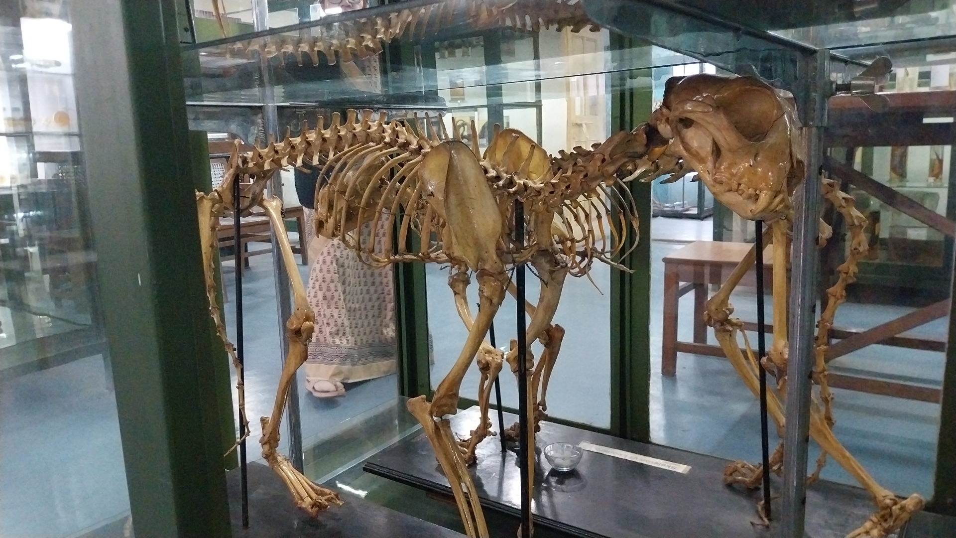 Chhetah skeleton