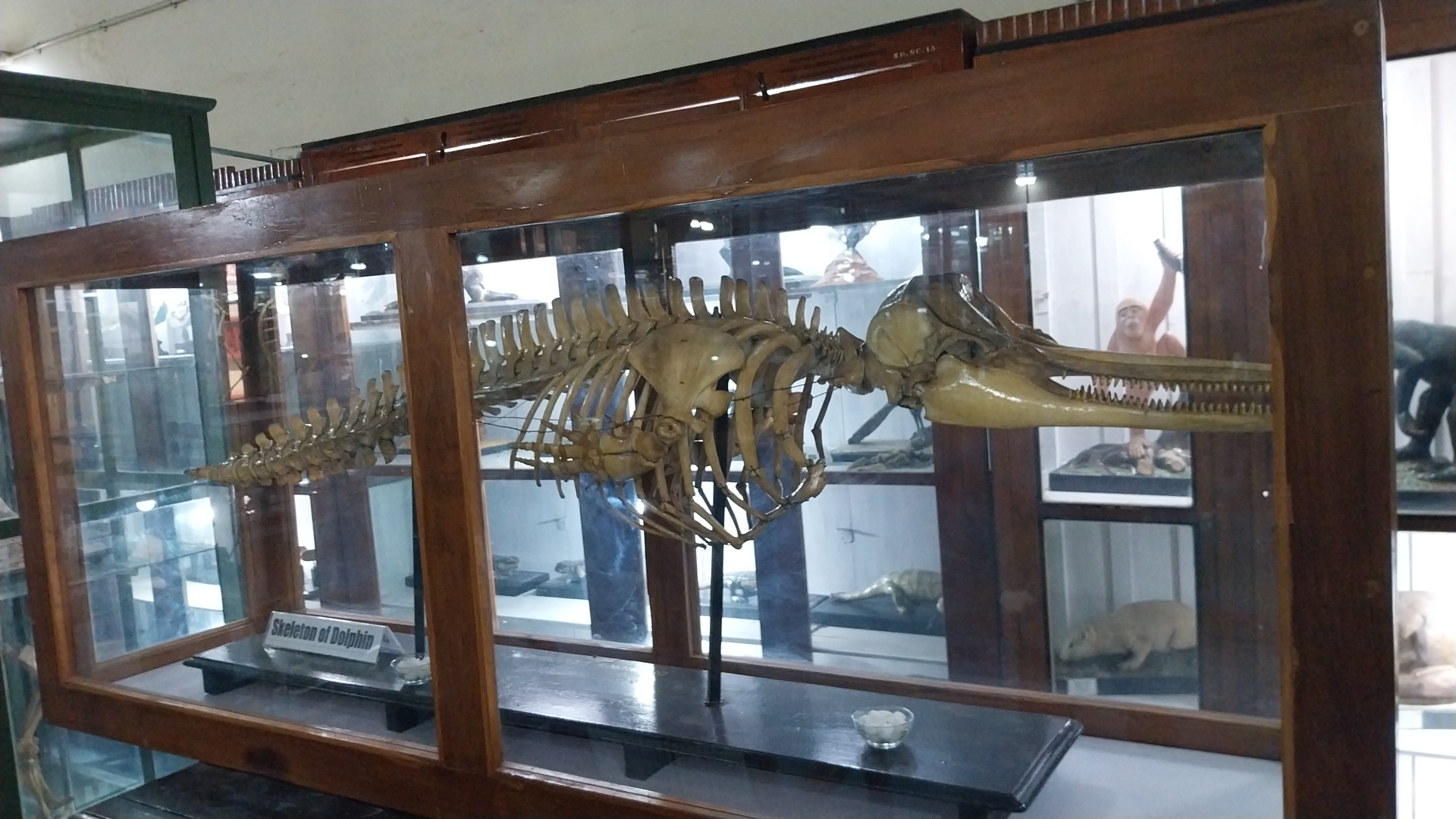 JABALPUR SCIENCE COLLEGE ZOOLOGY MUSEUM