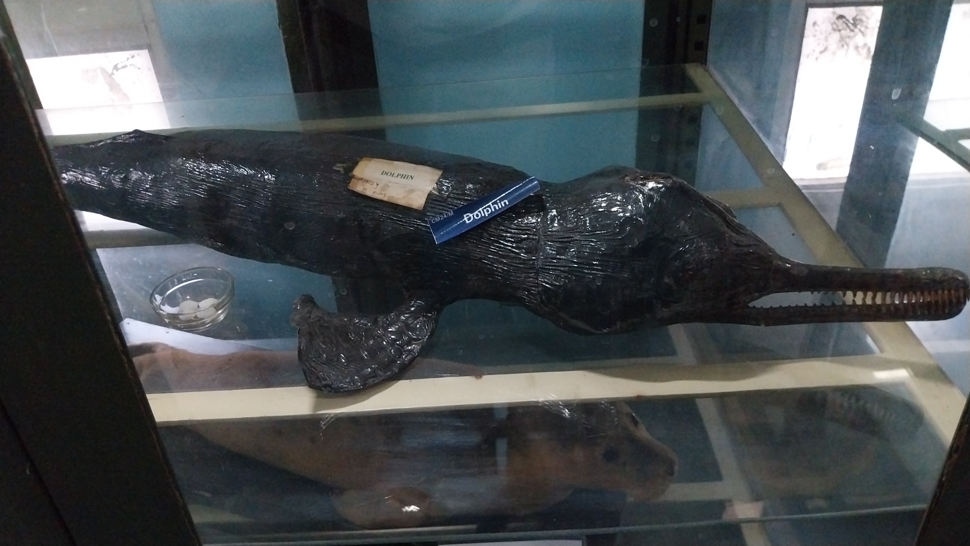 JABALPUR SCIENCE COLLEGE ZOOLOGY MUSEUM