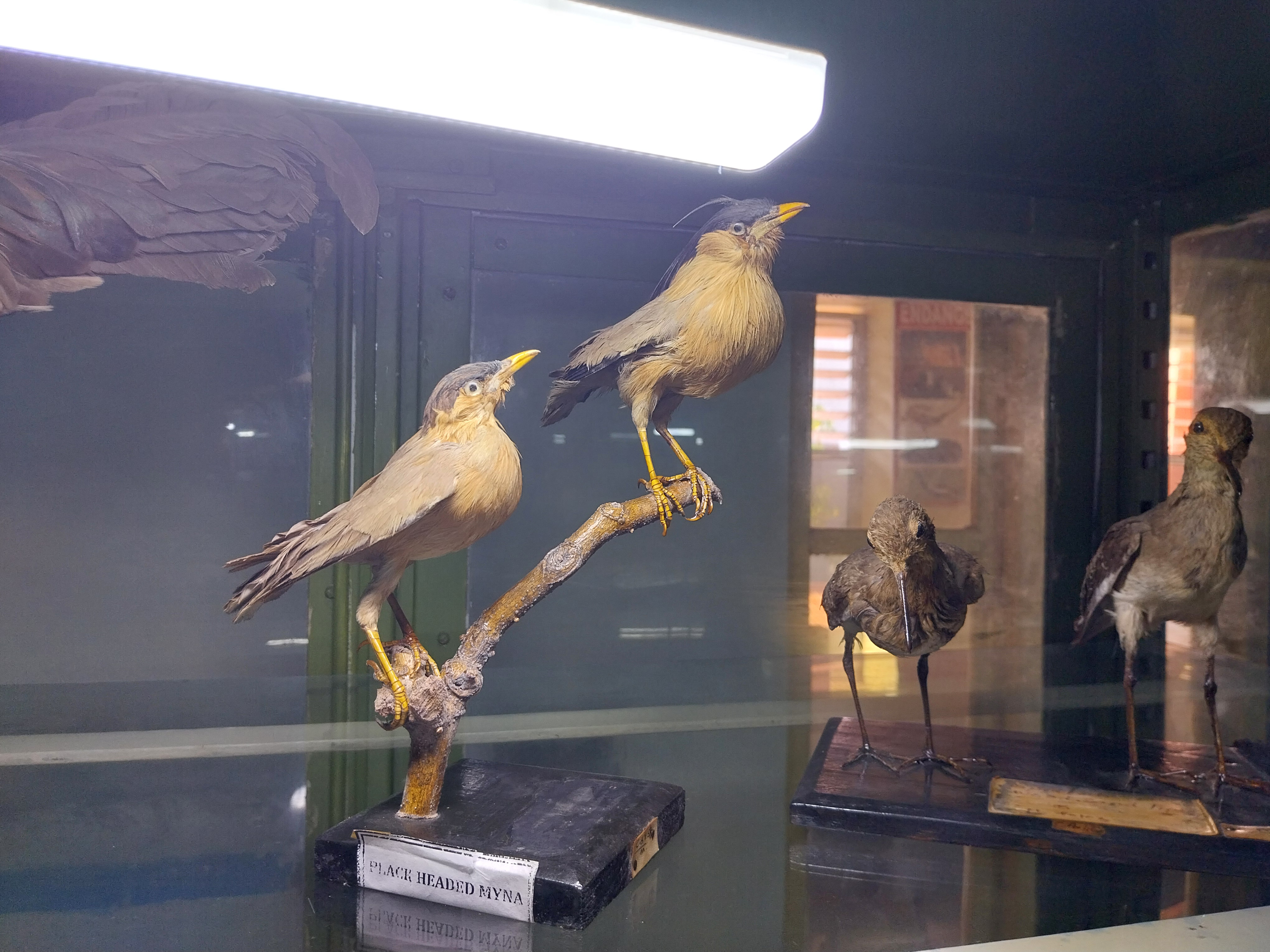 ZOOLOGY MUSEUM JABALPUR