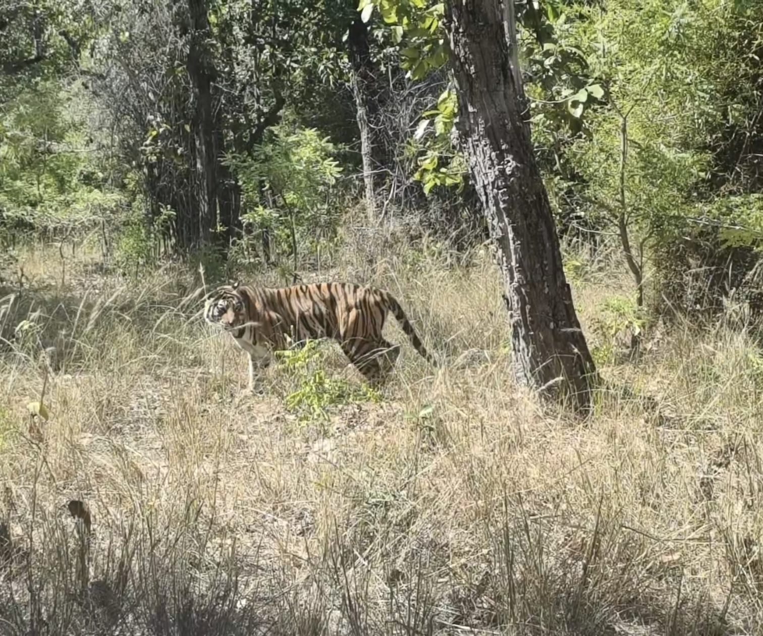 Bandhavgarh tigress release back