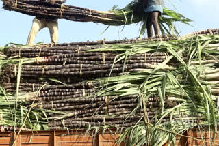 Sugarcane laden truck overturns in Maharashtra