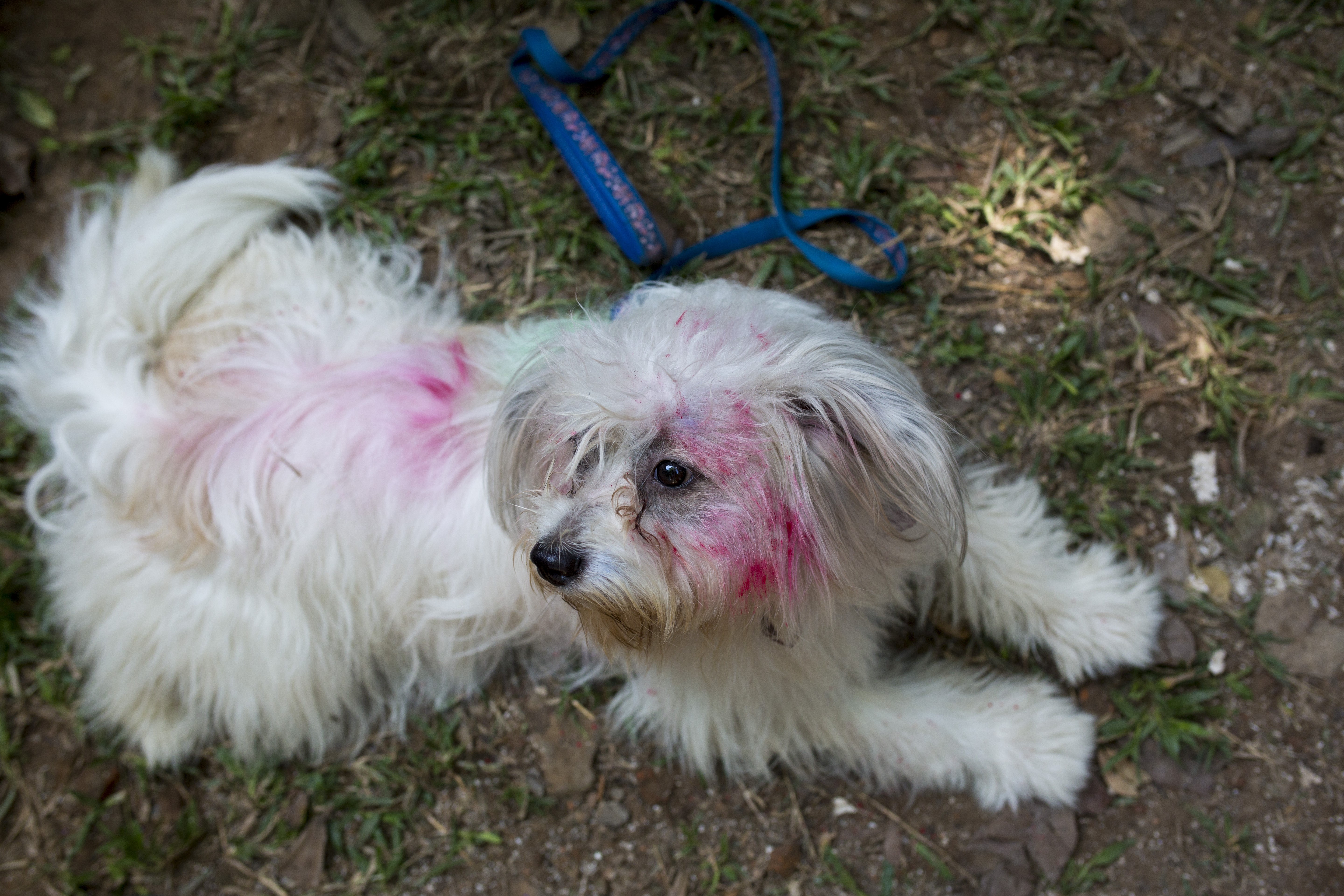 Celebrate the festival while protecting your furry friends