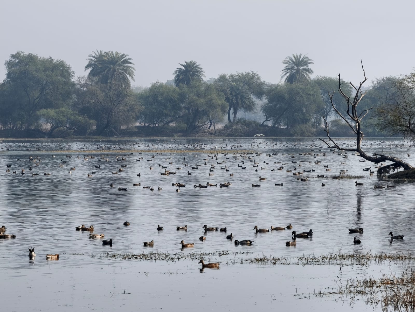 Rare Birds Found In India's Keoladeo National Park, image size:1600x1204
