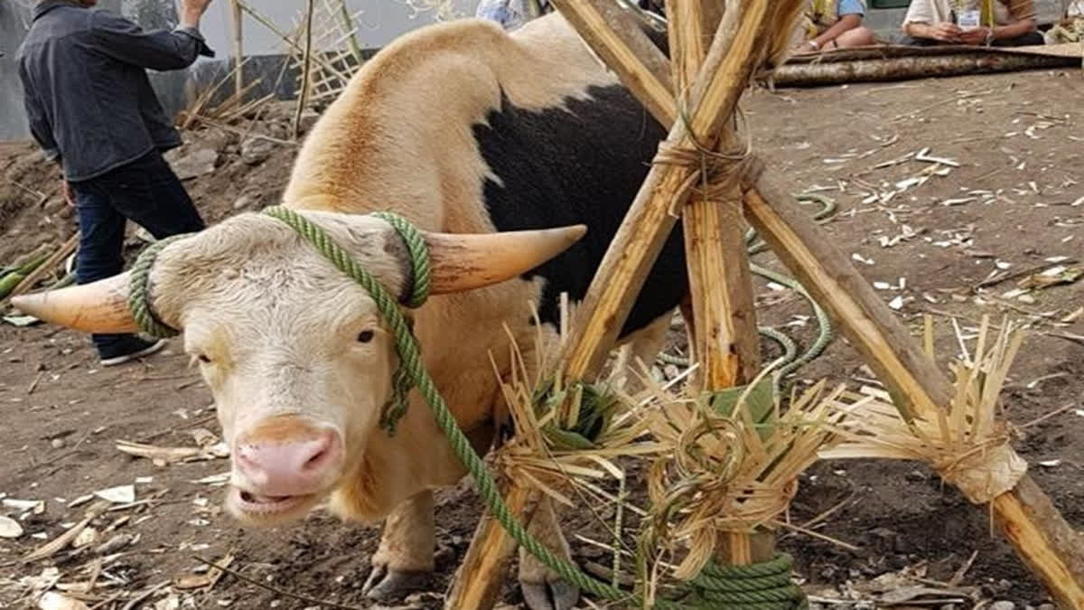 Arunachal Pradesh Gears Up To Protect Declining Mithun Population With Dedicated Sanctuaries