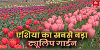 एशिया का सबसे बड़ा ट्यूलिप गार्डन