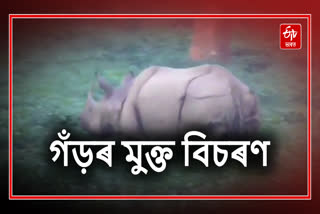 Free roaming of rhinos again in Kaliabar tea estete