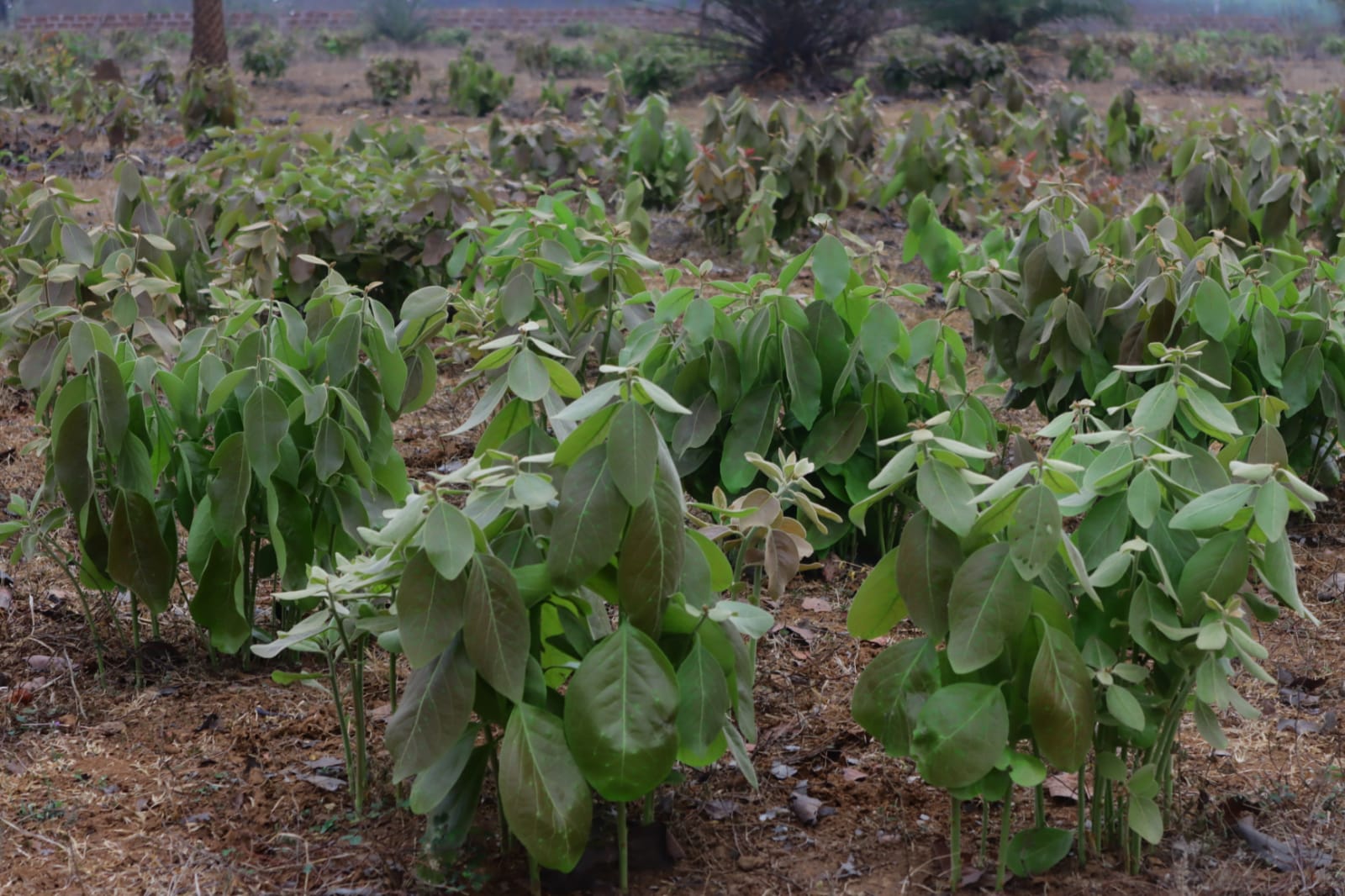 Kendu Leaf GST Issue 2025