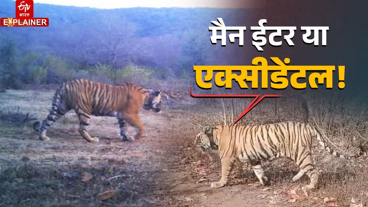 Ranthambore Tiger Reserve,  tigress exhibiting normal behavior