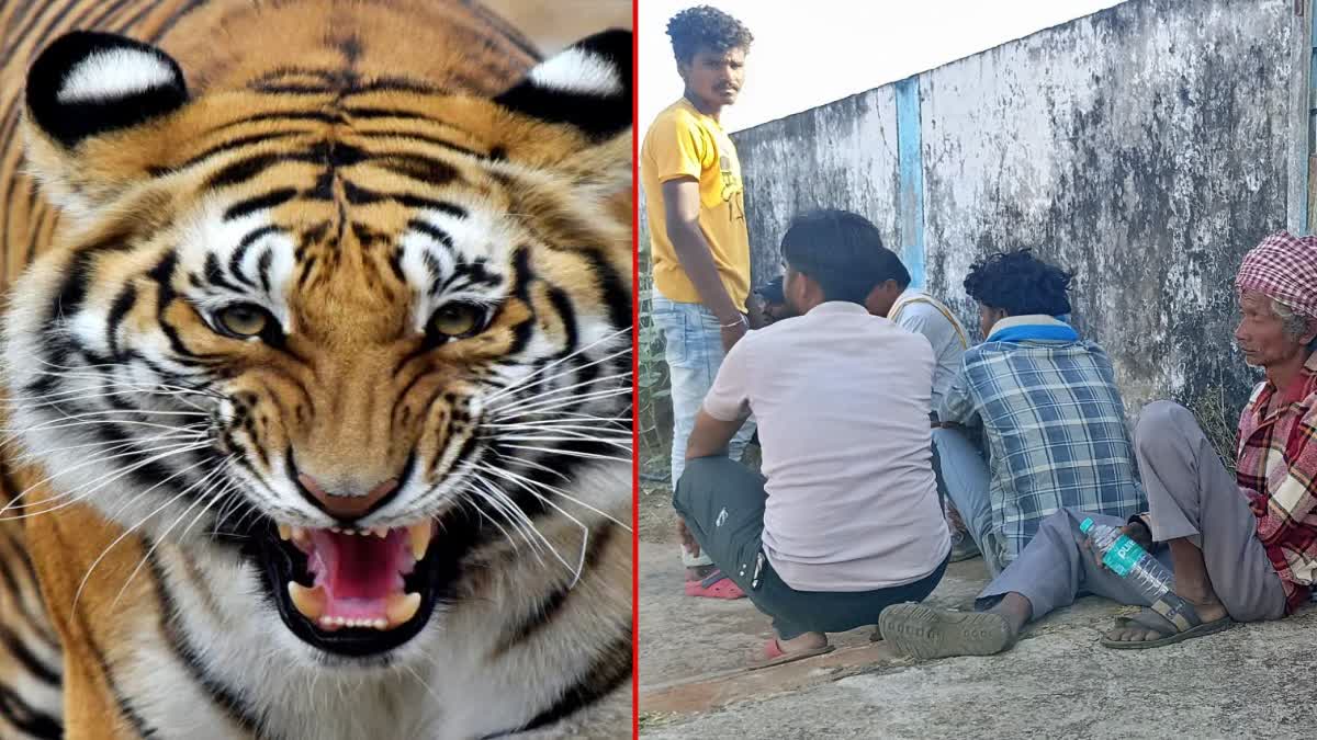 Tiger ate tribal man in Satpura