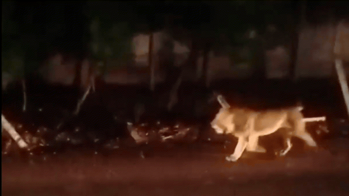 Bhavnagar News ભાવેણુ - ShareChat