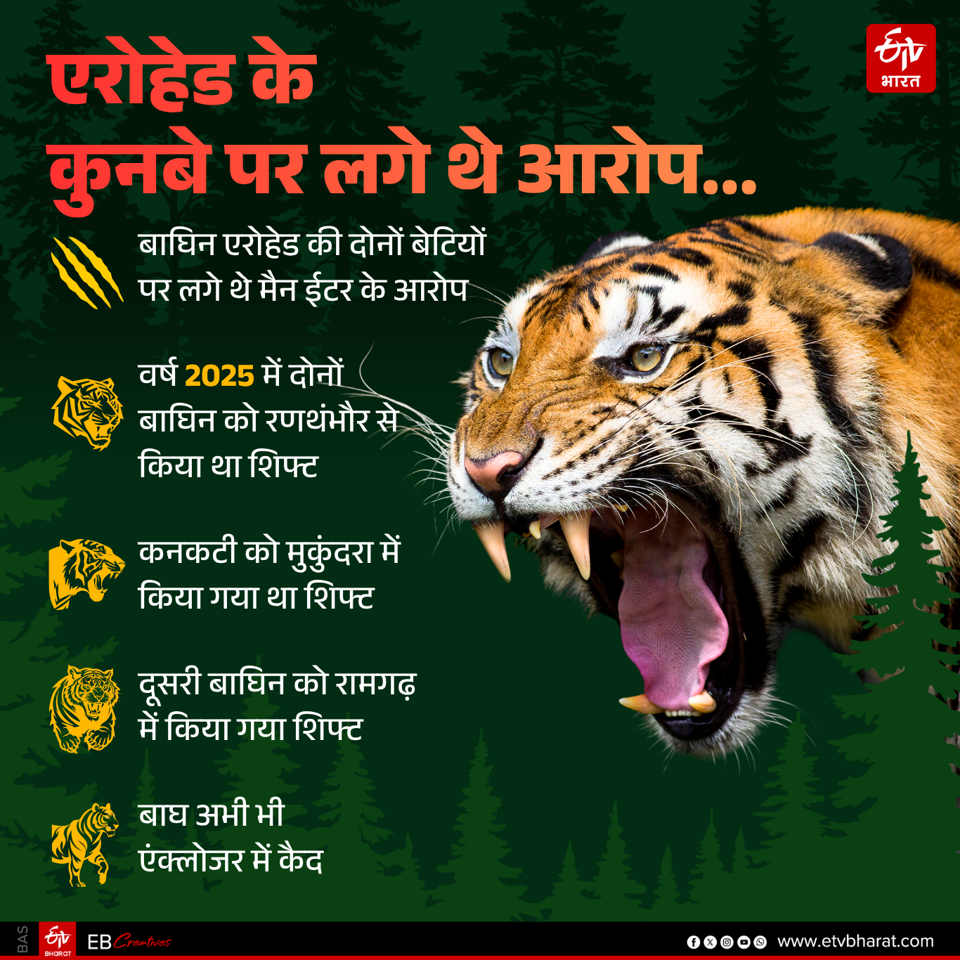 RANTHAMBORE TIGER RESERVE,  TIGRESS EXHIBITING NORMAL BEHAVIOR