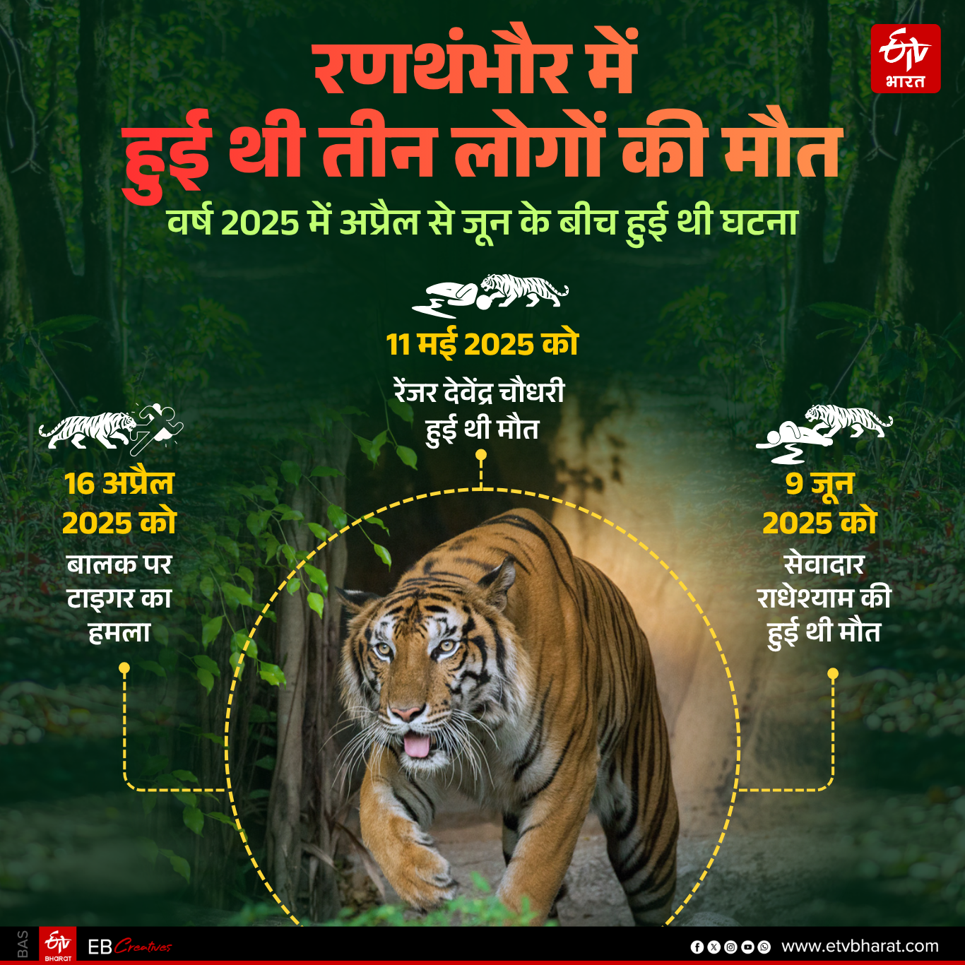 RANTHAMBORE TIGER RESERVE,  TIGRESS EXHIBITING NORMAL BEHAVIOR
