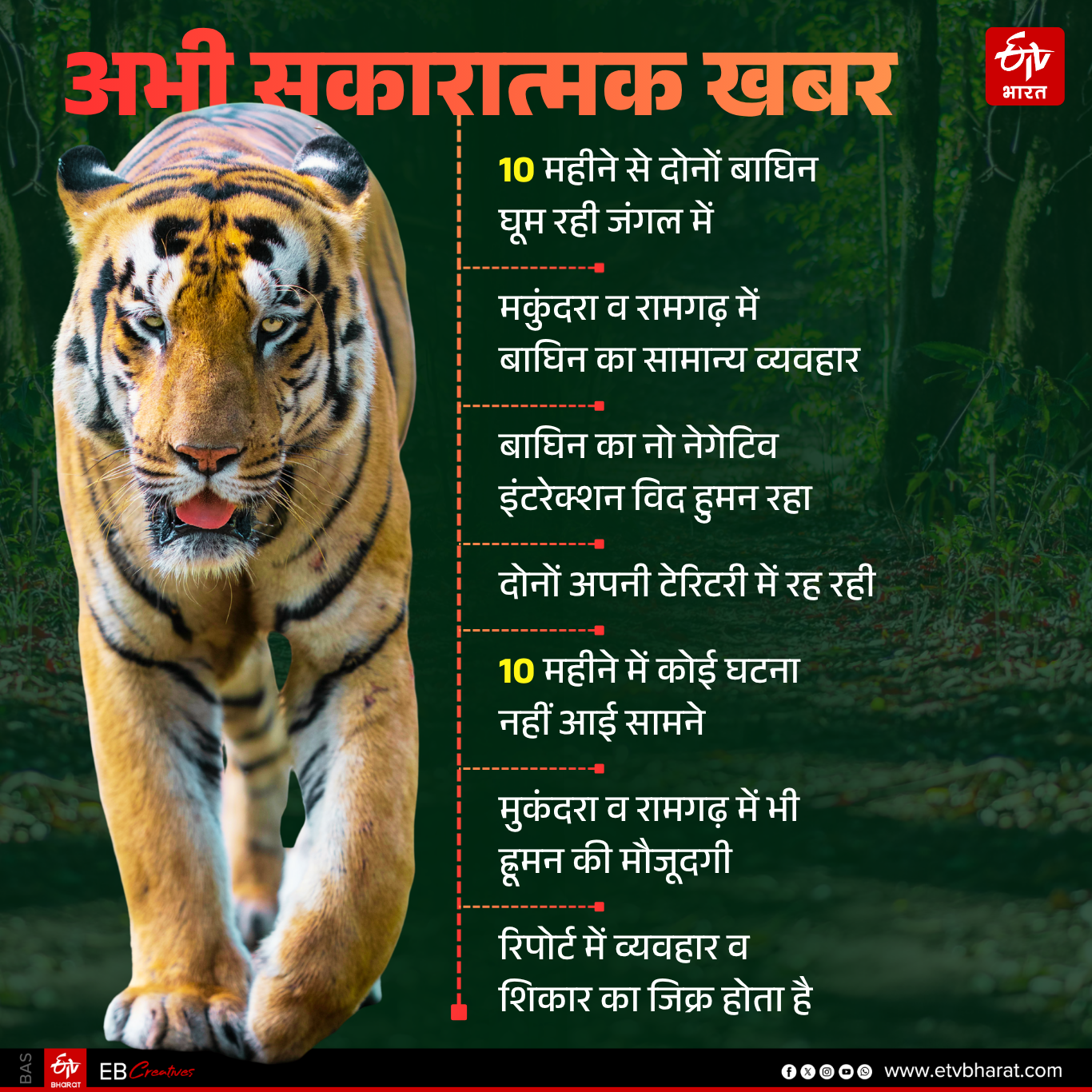 RANTHAMBORE TIGER RESERVE,  TIGRESS EXHIBITING NORMAL BEHAVIOR