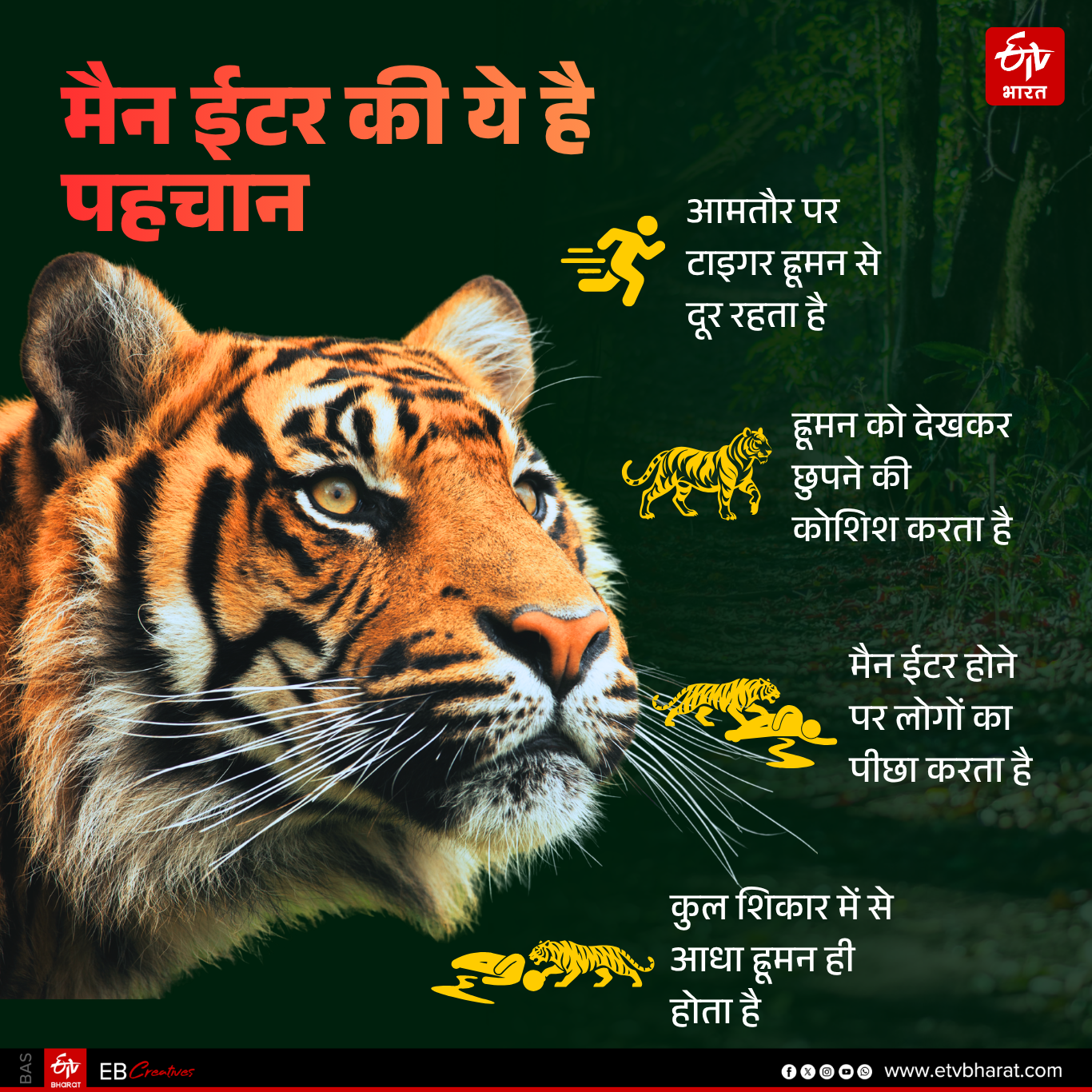 RANTHAMBORE TIGER RESERVE,  TIGRESS EXHIBITING NORMAL BEHAVIOR