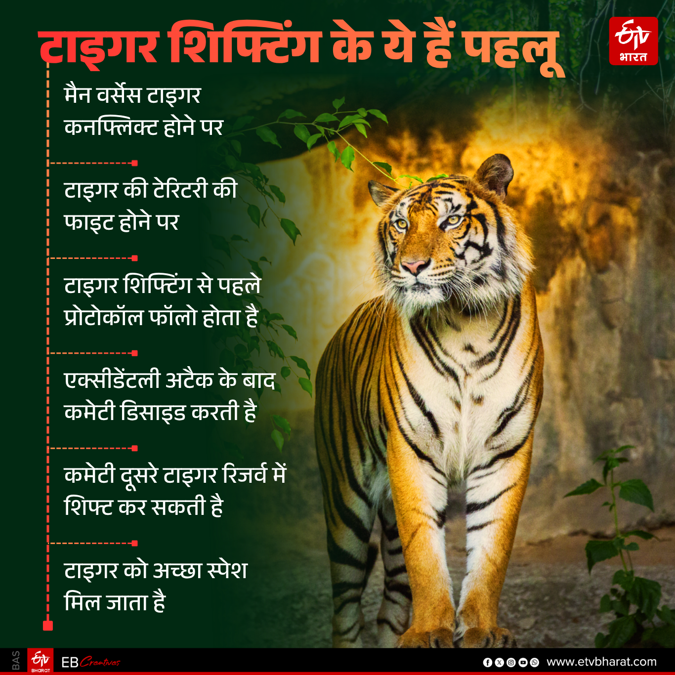 RANTHAMBORE TIGER RESERVE,  TIGRESS EXHIBITING NORMAL BEHAVIOR