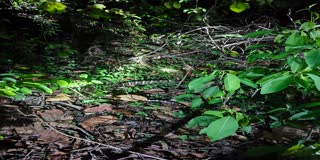 King cobra of 14 feet resued from katasa village of Mayurbhanj