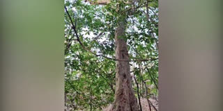 కోలాంగూడ తెల్ల మద్ది ప్రత్యేకతలు