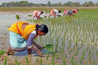 Bengal weather report