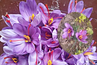 कोटगढ़ के बागवान ने खेतों में उगाया केसर