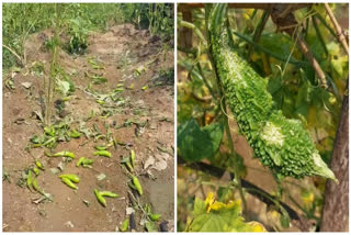 Odisha Hit By Recurring Nor’wester : Hailstorms, Strong Winds Cause Widespread Crop Loss
