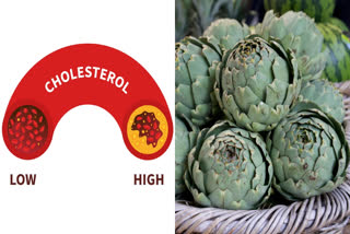 High CHOLESTEROL  ARTICHOKE CYNARA CARDUNCULUS  RAPIDLY LOWER BAD CHOLESTEROL  ಕೆಟ್ಟ ಕೊಲೆಸ್ಟ್ರಾಲ್