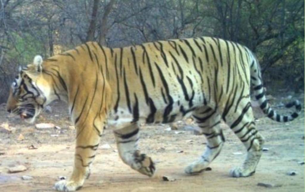 Ranthambore Tiger Reserve,  tigress exhibiting normal behavior