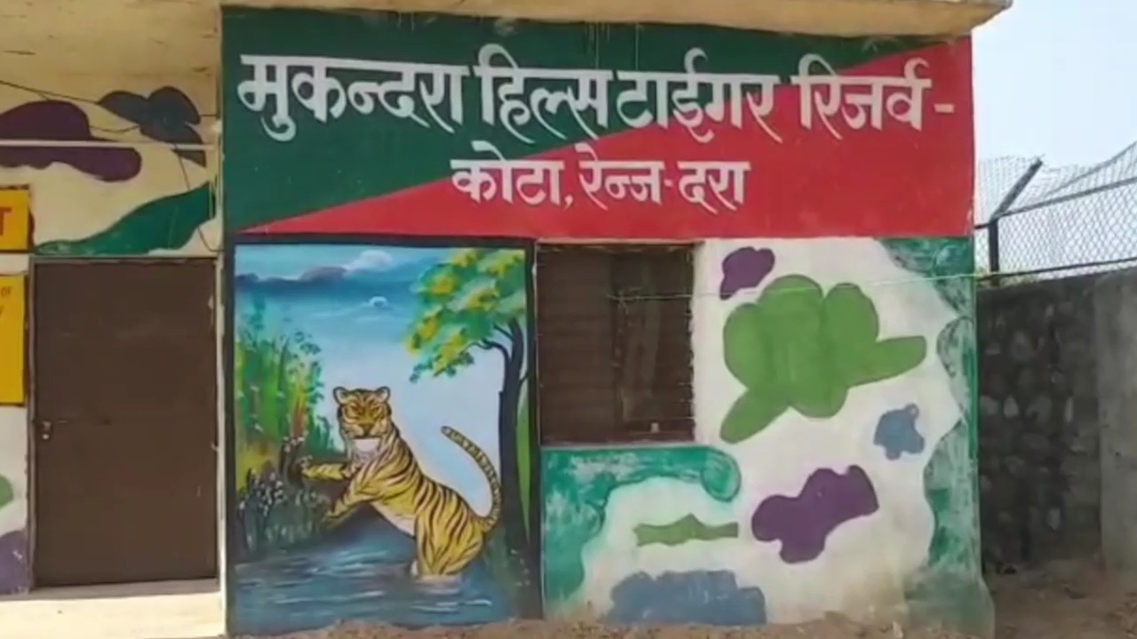 Ranthambore Tiger Reserve,  tigress exhibiting normal behavior