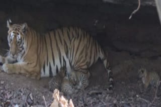 NAURADEHI TIGER RESERVE TIGRESS