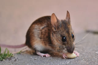 HOW TO GET RID OF MICE FROM HOME