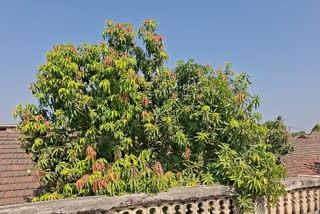 Different Types Mangoes On A Tree