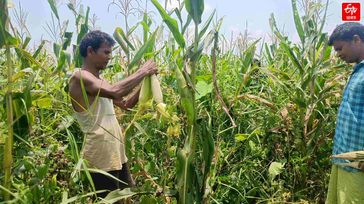 Farmers self-reliant through Maize cultivation