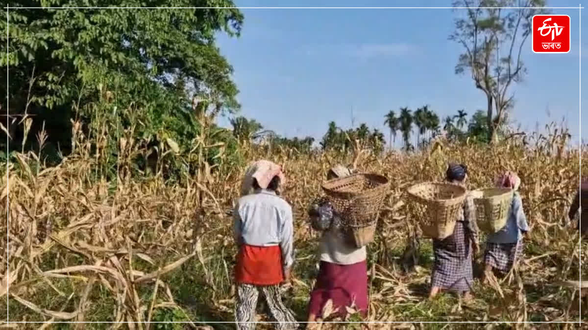 maize cultivation in jonai