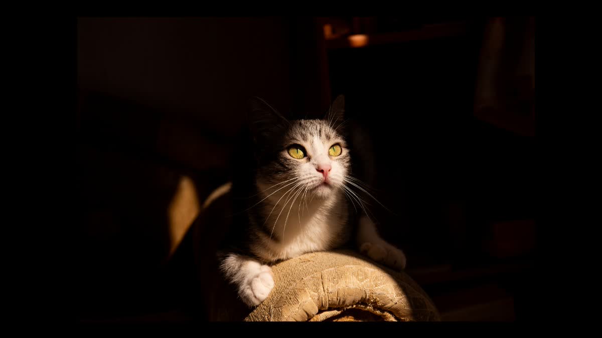why-animals-eyes-shine-in-the-dark-scientific-reason