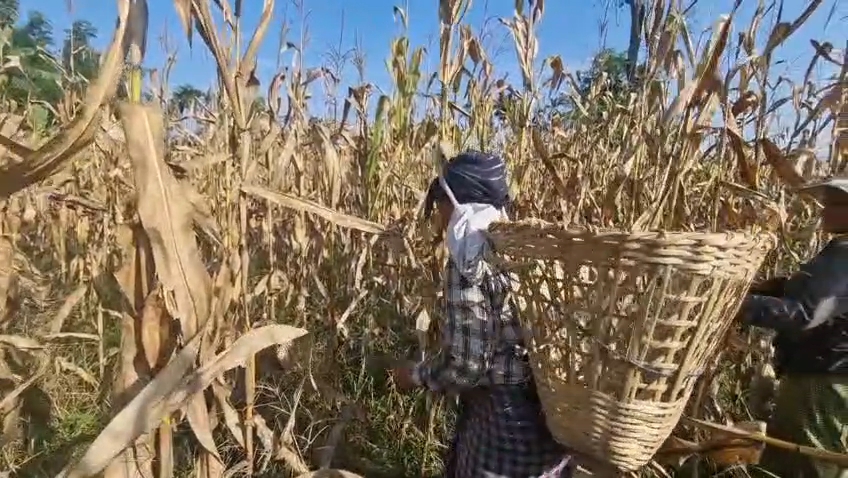 maize cultivation in jonai