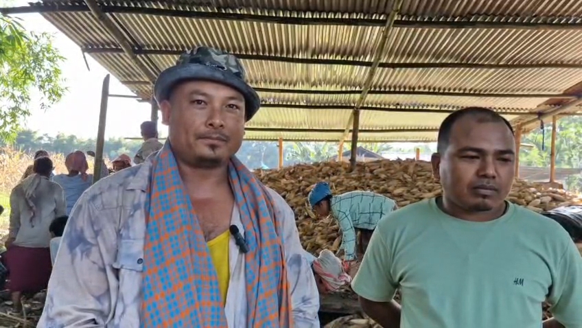 maize cultivation in jonai
