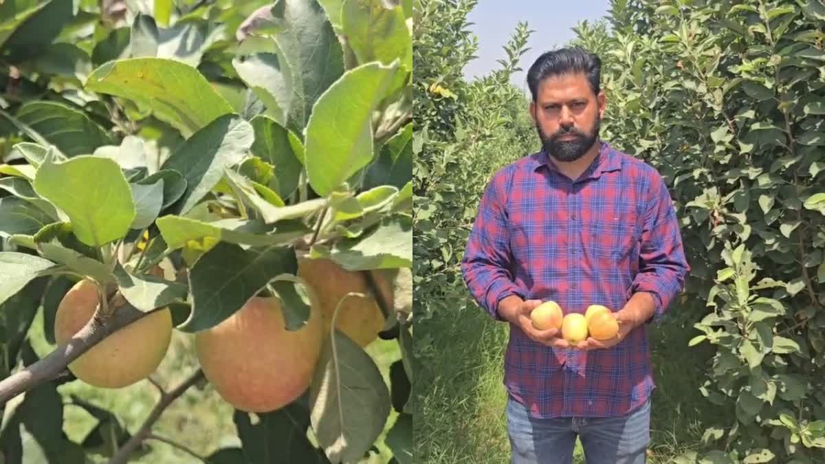 Apple Farming Haryana