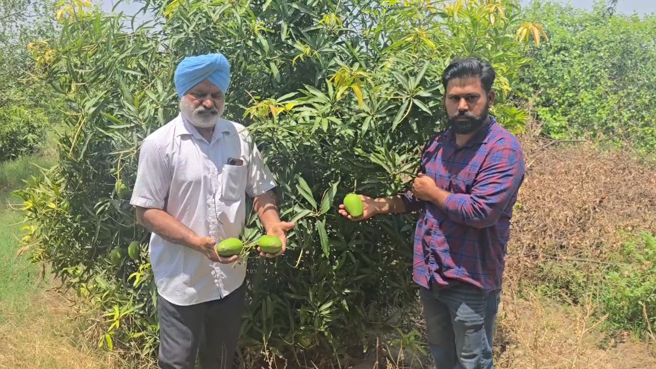 Apple Farming Haryana